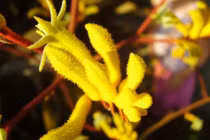 Loài hoa lạ đang được săn lùng hiện tại mang tên sừng hươu