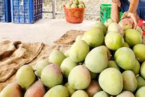 Xoài rớt giá khủng khiếp, rẻ hơn đi mua rau