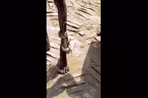 Video: Bị rắn cắn và quấn chặt quanh chân vẫn đi bộ 3km