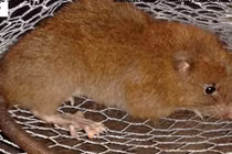 Tìm ra loài chuột khổng lồ nặng 1 cân có thể đục thủng dừa