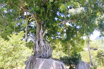 Bốn gốc lộc vừng trăm tuổi: Trả chục tỷ cả làng quyết không bán