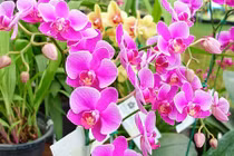 10 loại cây hoa được chuộng mua chưng ngày Tết