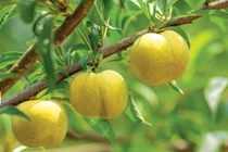 Trung Quốc: Trồng loại "quả quý tộc", đếm tiền không ngơi tay