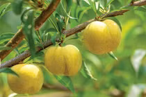 Trung Quốc: Trồng loại "quả quý tộc", đếm tiền không ngơi tay