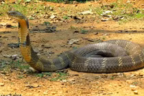 Chở rắn độc trên xe khách, bị xử lý ra sao?