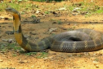 Chở rắn độc trên xe khách, bị xử lý ra sao?