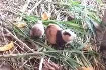 Nuôi lúc nhúc đàn chuột lang, nhẹ nhàng kiếm 2-3 triệu/tháng