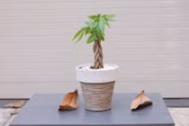 Không trồng cây này trong nhà đảm bảo bạn sẽ hối hận cả đời