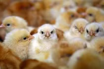 Công việc lương 1,8 tỷ/năm nhưng nhiều người không muốn làm