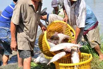 Cá nuôi trên ruộng mùa lũ, chả cần cho ăn, lời hàng chục triệu đồng