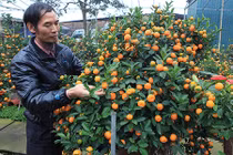 Bỏ 50 triệu thuê quất cảnh "kim long bạch mã" về chơi Tết mà vẫn bị từ chối