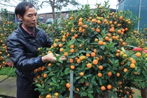 Bỏ 50 triệu thuê quất cảnh "kim long bạch mã" về chơi Tết mà vẫn bị từ chối