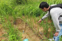 Những chuyện trộm xác ly kỳ ở nghĩa địa toàn tội nhân nổi tiếng