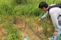 Những chuyện trộm xác ly kỳ ở nghĩa địa toàn tội nhân nổi tiếng