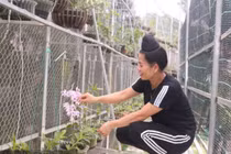 Vườn lan 'khủng' trên 6.000 giò của cô gái Thái ở Sơn La