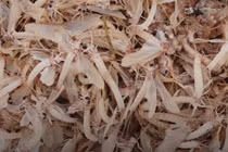 Lộc trời ở Việt Nam chỉ sống vài tiếng nhưng là đặc sản 500.000 đồng/kg