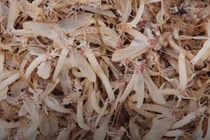 Lộc trời ở Việt Nam chỉ sống vài tiếng nhưng là đặc sản 500.000 đồng/kg