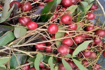 Video: "Lộc trời" vạn người mê, nước ngoài... xếp hàng xin mua