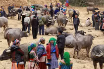 Cán Cấu - chợ trâu, chim cảnh lớn nhất Tây Bắc