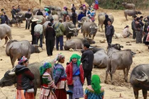 Cán Cấu - chợ trâu, chim cảnh lớn nhất Tây Bắc