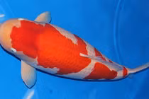 Cá Koi khổng lồ đẹp thế nào mà được xôn xao đồn đoán giá 42 tỷ?