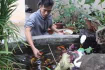 Nở rộ trào lưu nuôi cá Koi độc-lạ Nhật Bản ở phố núi Tây Nguyên