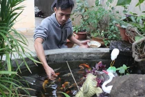 Nở rộ trào lưu nuôi cá Koi độc-lạ Nhật Bản ở phố núi Tây Nguyên