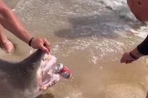 Video: Nhóm thanh niên nắm đầu cá mập hổ, dùng để "khui" bia tiêu khiển
