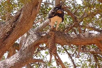 Video: Đại bàng lớn nhất châu Phi cắp báo con lên cây, từ từ xé xác