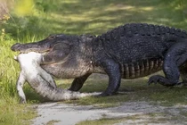 Video: Cá sấu ăn thịt, nuốt chửng đồng loại trong giây lát