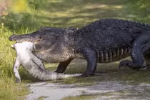 Video: Cá sấu ăn thịt, nuốt chửng đồng loại trong giây lát