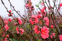 Thiếu tiền sắm Tết, nàng dâu bật khóc chiều cuối năm