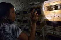 Hốt hoảng ngôi làng làm giàu từ nghề nuôi rắn hổ mang