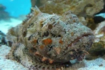 Đặc sản hung thần đại dương bay về Hà Nội giá 2 - 3 triệu đồng/kg