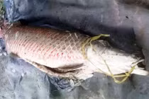 Ngư dân may mắn bắt được cá huyết rồng "khủng" khi lũ về