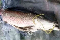 Ngư dân may mắn bắt được cá huyết rồng "khủng" khi lũ về