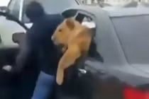 Sư tử thò đầu khỏi xe hơi, người dân hết hồn