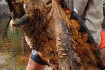 Bắt được rùa cá sấu khủng ở nơi ít ai ngờ tới