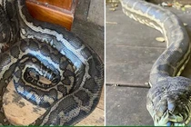 Thấy trần nhà vỡ, chủ nhà tá hỏa phát hiện 2 khách không mời 