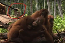 Video: Bầy đười ươi "khiếp vía" khi nhìn thấy rắn gây sốt