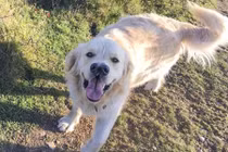 Chú chó 2 mũi "kì dị" nhưng đáng yêu hết nấc