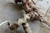 Chiêm ngưỡng bộ sưu tập nhân sâm quý giá tiền tỷ