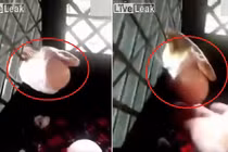 Video: Mò vào chuồng gà, rắn bị kẹt đầu vào lưới sắt vì... quả trứng