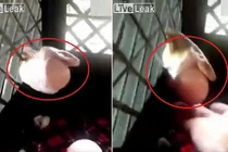 Video: Mò vào chuồng gà, rắn bị kẹt đầu vào lưới sắt vì... quả trứng