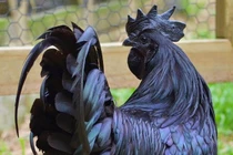 Gà "mặt quỷ" đen "hết phần thiên hạ" giá đắt hơn cả vàng ròng