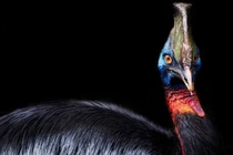 Loài chim này từng là “thú cưng” của con người 18.000 năm trước