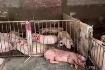 Tam Đảo: Phát hiện hơn 4.000kg thịt lợn có triệu chứng nhiễm bệnh
