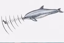 Khoa học chứng minh con người có giác quan thứ 6