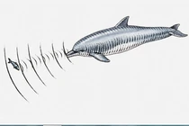 Khoa học chứng minh con người có giác quan thứ 6