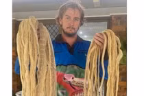 Rắn leo lên mái nhà dân 'thay áo', để lại hơn 50 bộ da